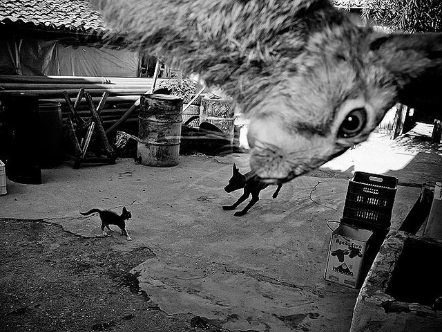 Стрит-фотография в мире кошачих